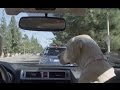 Subaru Dog Tested | Subaru Commercial | Windshield Wiper