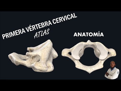 Vídeo: Anatomía Del Atlas, Diagrama Y Función De Las Vértebras Cervicales C1 - Mapas Corporales