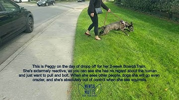 20171230 Peggy - Before & After - Reactive Dog Transformation