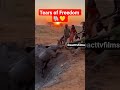 Villagers Unite to Save Baby Elephant! #trendingshorts #reacttvfilms #animals #trending #shorts