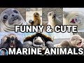 ANIMALS BEING CUTE: PART 2 - FUNNY AND CUTE MARINE ANIMALS VIDEO COMPILATION 2019