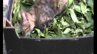 Актинидия и Кошки Актинидия и Кошки