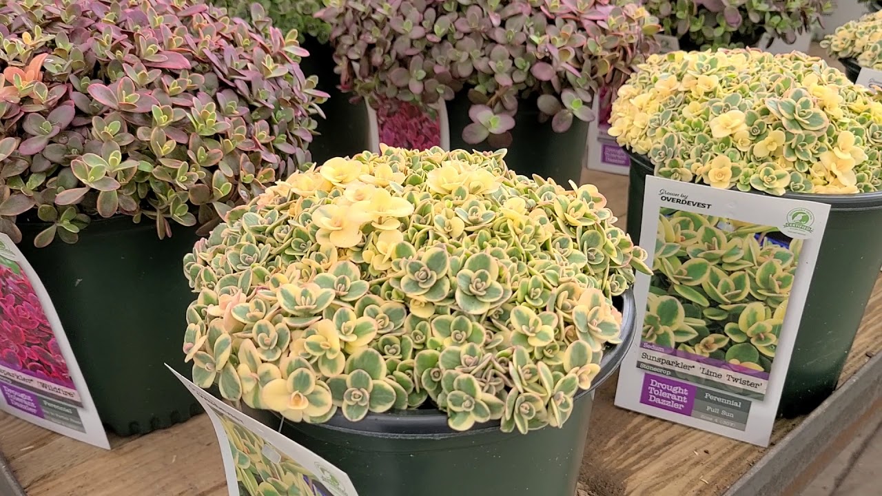 Sedum Sunsparkler® 'Lime Twister' (Stonecrop) // Amazing, brightly colored, EASY To GROW Stonecrop
