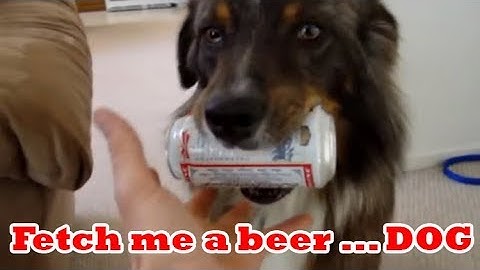 Top 10 dogs getting beer for their owners (Dogs fetching a beer from a fridge)