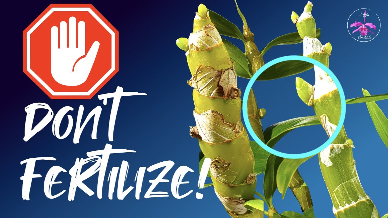 Dendrobium nobile has nubbins, NOW what? | Forcing keikis? | And a new growth 🤷🏼‍♀️ #ninjaorchids