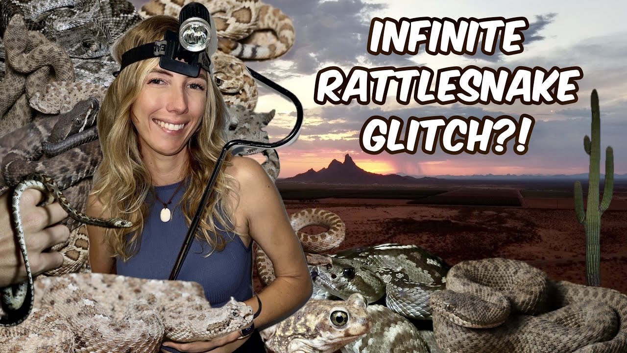 Херпинг Аризона: ПЕРЕГРУЗКА ГРЕМУЧИМИ ЗМЕЯМИ!