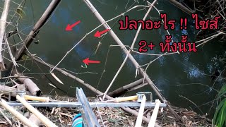 ดำๆเงาๆตัวอะไร ไซส์ 2+ ทั้งนั้น นานๆจะมีแบบนี้ให้เห็นที !! shooting fish