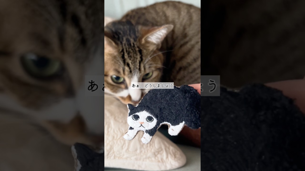 A cat in a shocking pose that will make you do a double-take