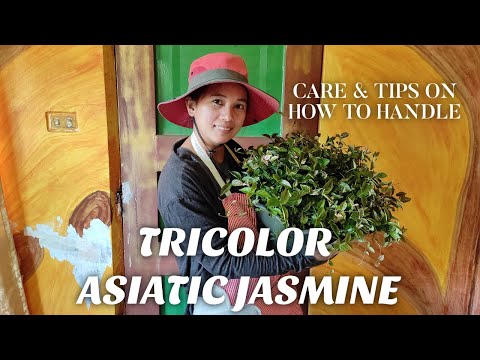 CARE & TIPS ON HOW TO HANDLE TRICOLOR ASIATIC JASMINE