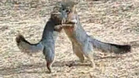 Playing Foxes
