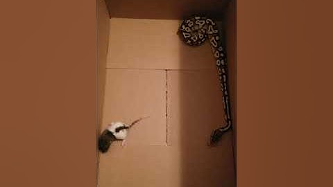 FIRST FEEDING FOR OUR BALL PYTHON!!! (VIEWER DISCRETION ADVISED)