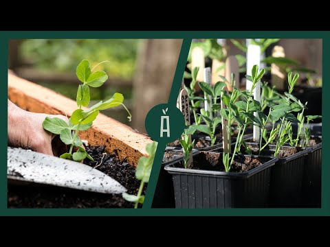 Video: Zorg voor doperwten – Hoe en wanneer erwten te planten