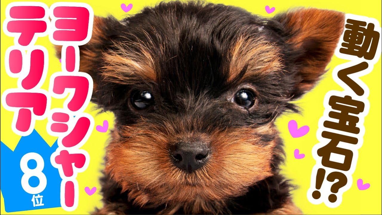 人気8位 ヨークシャー テリアってどんな犬 子犬の価格や性格 寿命 飼いやすさは カワイイ動画でチェック Youtube