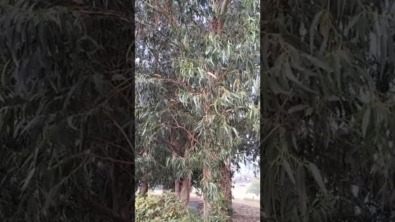 Eucaliptos meciéndose por el gallego. Cantabria ♥️💢