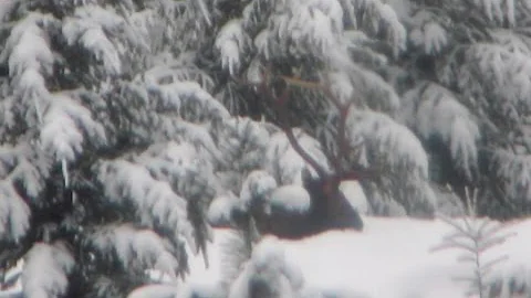 2016 Idaho Shed Hunting and Winter Wolf Hunting Brandon Pitcher