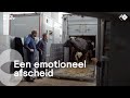 Boer Frans brengt met pijn in z'n hart zijn koeien naar de slacht | Onze boerderij