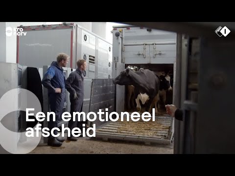 Video: Hoe Een Koe Groot Te Brengen?