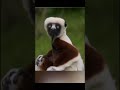 hewan hewan langkah#shots#animals#funny