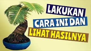 How to make a small leafy coconut bonsai screenshot 1