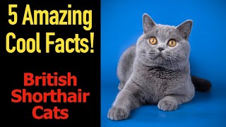5 Fascinating Facts About British Shorthair Cats