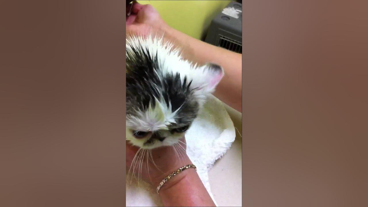 Cat bathing part II How to dry your cat YouTube