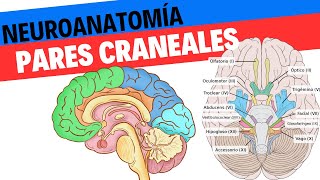 Neuroanatomía Y Fisiología De Los Pares Craneales. Neurociencias 20