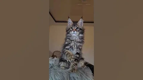 Video 6766161: maine coon kittens love, maine coon cat, gorgeous maine coon, eyed maine coon