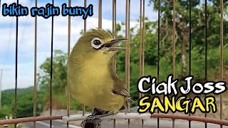 Download Lagu Ciak Ciak Jos Kecial Kuning Kualitas Super Ampuh Pancing Joss Gacor MP3
