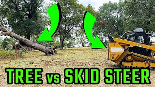 THE AWESOME POWER OF A SKID STEER  #treevsskidsteer #forestrymulching #forestrymulcher