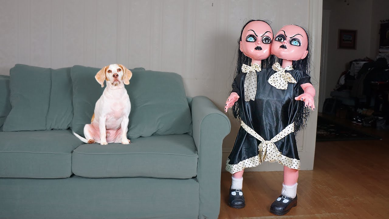 ⁣Funny Dogs vs Evil Twins Prank: Funny Dogs Maymo, Penny & Potpie