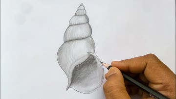 How to Draw a Conch Shell | Sketches of Shells | Easy Drawing
