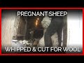 Pregnant Sheep Whipped, Cut Up for Patagonia-Approved Wool Producer—Act Now