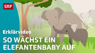 Die Ersten Schritte Eines Elefantenbabys Einfach Erklärt Kindervideos Srf Kids