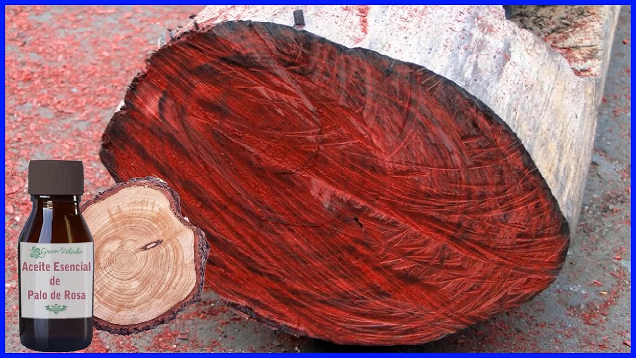 PLANTA MEDICINAL PALO DE ROSA YouTube PLANTA MEDICINAL PALO DE ROSA YouTube