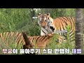 [백두대간 호랑이] 무궁이가 태범이의 빈자리가 느껴질 수 밖에 없는 순간들..😭😭 태범이의 눈빛에도 퇴근 생각 없는 무궁이의 퇴근하는 법🥰