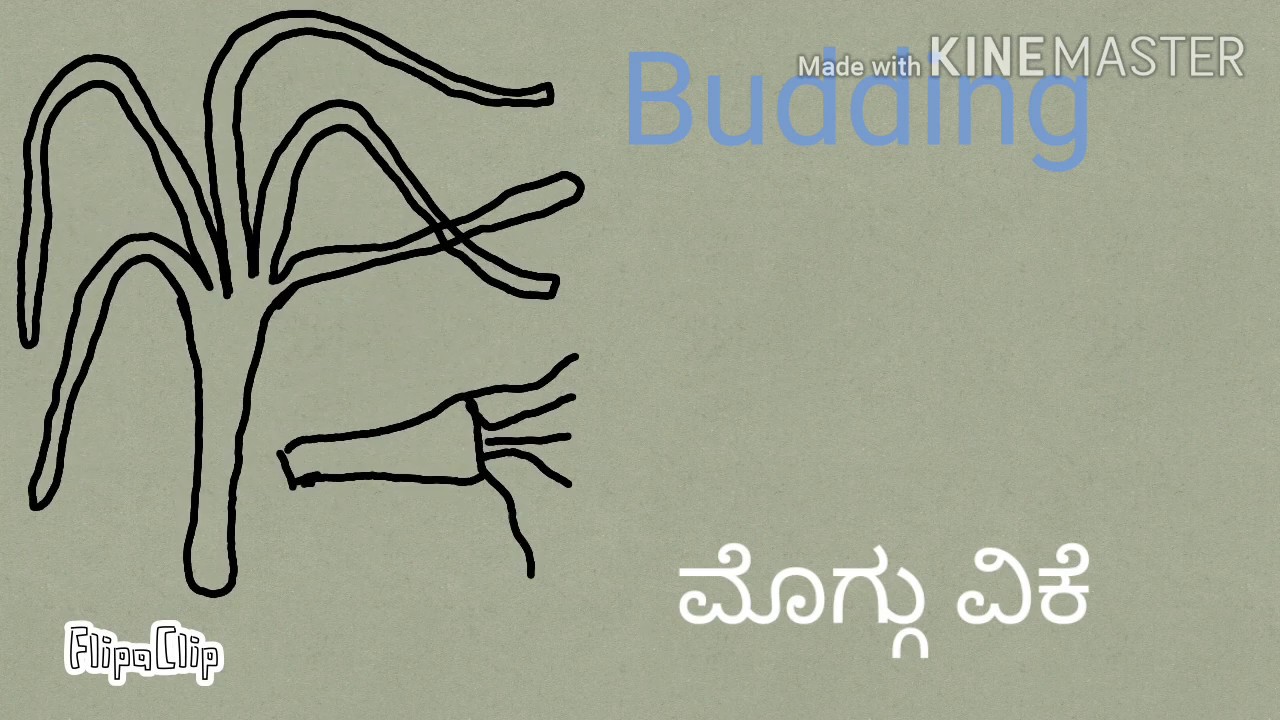 Different Types of Asexual Reproduction Class 10 YouTube