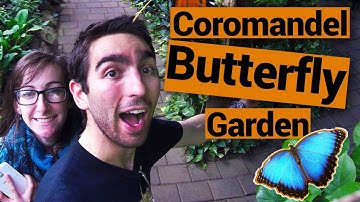 🦋 Thames Butterfly and Orchid Garden – New Zealand’s Biggest Gap Year – Backpacker Guide New Zealand