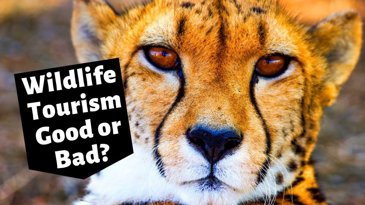 disadvantages of wildlife tourism