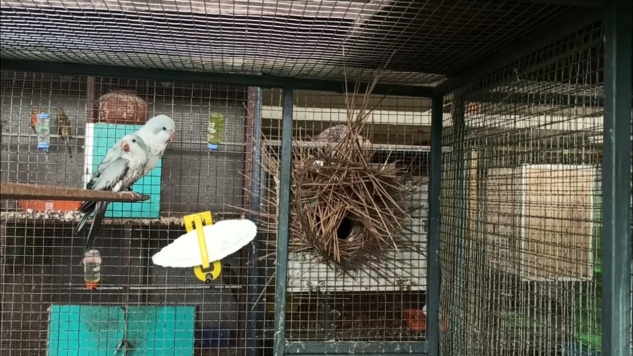 Quaker or Monk parrot nesting...one of the parrot species known for