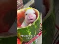 一匹の可愛い子豚 #動物