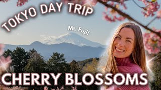 TOKYO DAY TRIPS |  Cherry Blossoms in Japan, with views of Mt. Fuji!