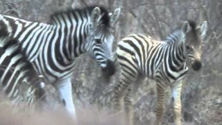 We find a cute baby zebra during our Shumbalala safari game drive screenshot 3