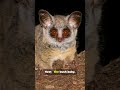 Creatures Of The Night #youtubeshorts #animals #youtube #facts #ytshorts #nature #yt #wildlife