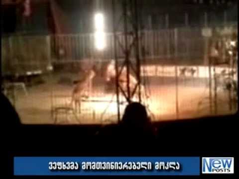 ვეფხვმა მომთვინიერებელი მოკლა