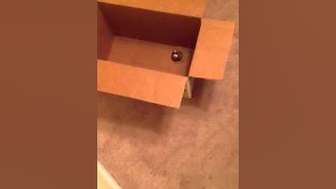 Ball python eating frozen mouse