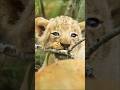 Adorable tiny lion cub #lion #shorts