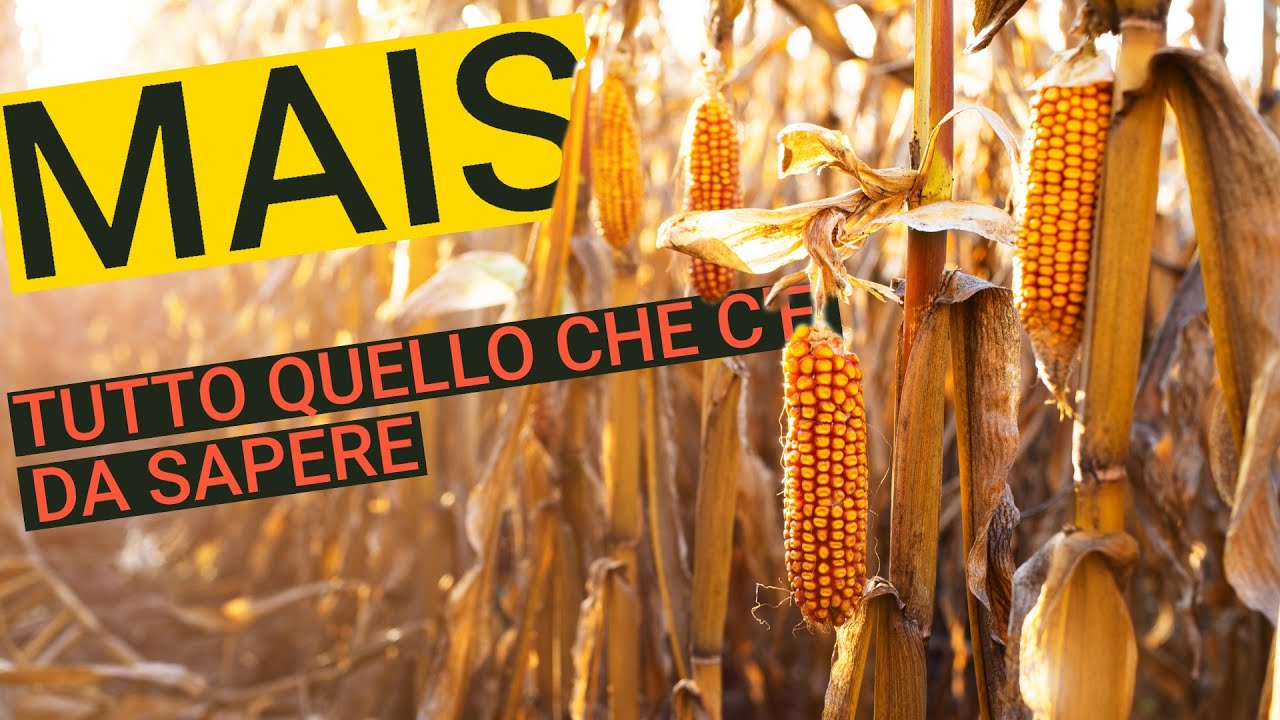 MAIS - Morfologia, Fasi Fenologiche e Coltivazione
