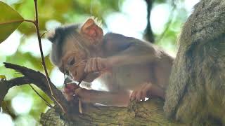 The Pitifully baby monkey of Marilla almost falling down from a high tree Mommy allows baby to play