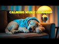 12 HOURS of Calming Comfort Melodies for Dogs 🎵 Healing Anti-Anxiety Sleep Aid for Pets