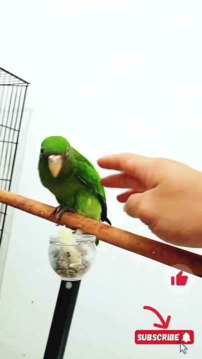 🔴 Anak Burung Nuri pipi merah jinak mantap_Nuri Nusantara_paruh bengkok #kicaumania #burung #birds